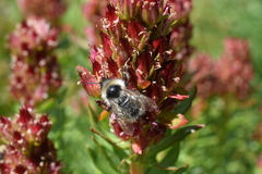 Bombus sylvicola