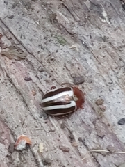 Calligrapha bidenticola