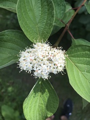 Cornus rugosa