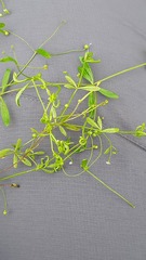 Galium trifidum