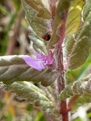 Teucrium scordium