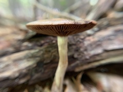 Cortinarius iodes