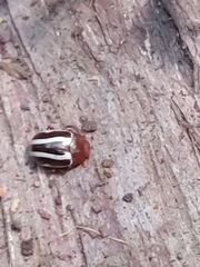 Calligrapha bidenticola