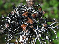 Hypogymnia inactiva