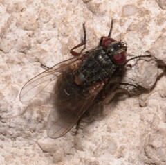 Muscina stabulans