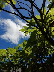 Heliconius charithonia vazquezae