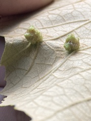 Daktulosphaira vitifoliae