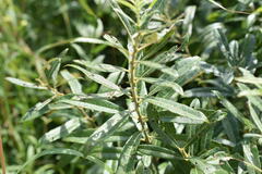 Salix humilis
