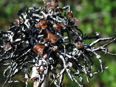 Hypogymnia inactiva