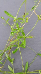 Galium trifidum
