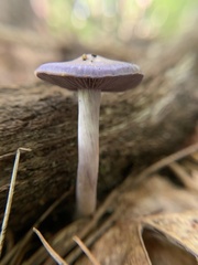 Cortinarius iodes