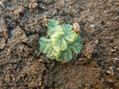 Riccia