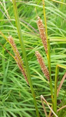 Carex rostrata