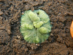 Riccia