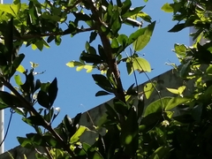 Heliconius charithonia vazquezae