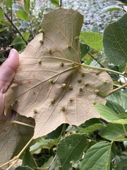 Daktulosphaira vitifoliae