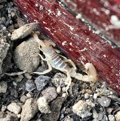 Paravaejovis confusus