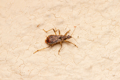 Himacerus mirmicoides