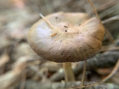 Cortinarius iodes