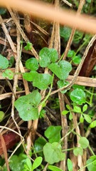 Cardamine dentata
