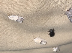 Ponometia elegantula