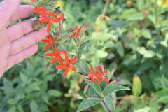 Silene regia