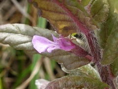 Teucrium scordium