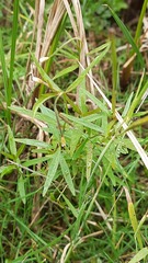 Epilobium palustre