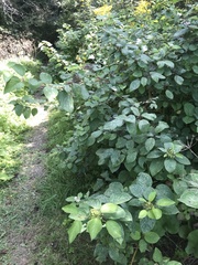 Cornus rugosa