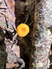 Pluteus chrysophlebius