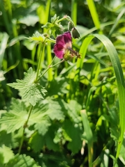 Geranium phaeum