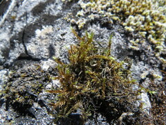 Scorpidium revolvens