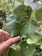 Daktulosphaira vitifoliae