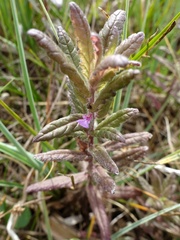 Teucrium scordium