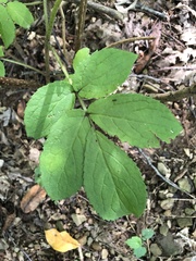 Sambucus racemosa