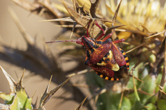 Codophila varia
