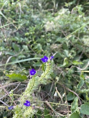 Anchusa officinalis