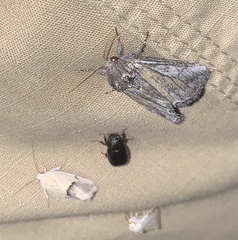 Ponometia elegantula