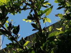 Heliconius charithonia vazquezae