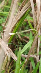 Epilobium palustre