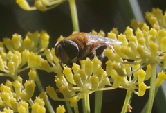 Palpada mexicana