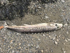 Acipenser transmontanus