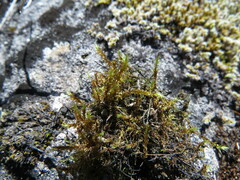 Scorpidium revolvens