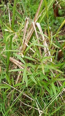 Epilobium palustre
