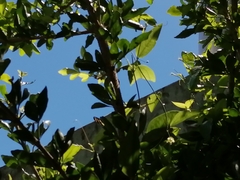 Heliconius charithonia vazquezae