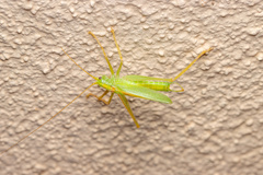 Meconema thalassinum