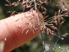Agrostis gigantea