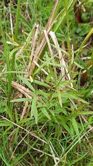 Epilobium palustre