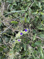 Anchusa officinalis