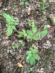 Sambucus racemosa
